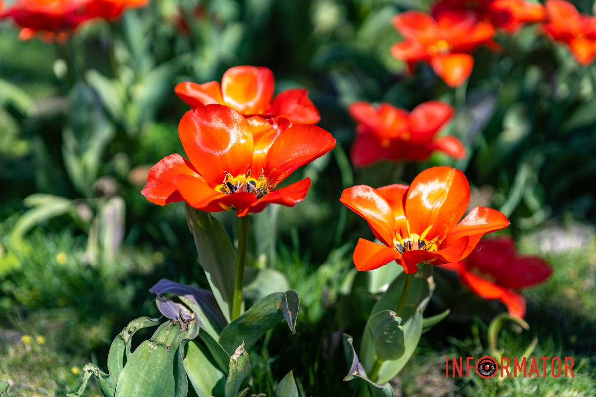 Весняна магія у Дніпрі: де шукати червоні тюльпани та рожеві сакури 2