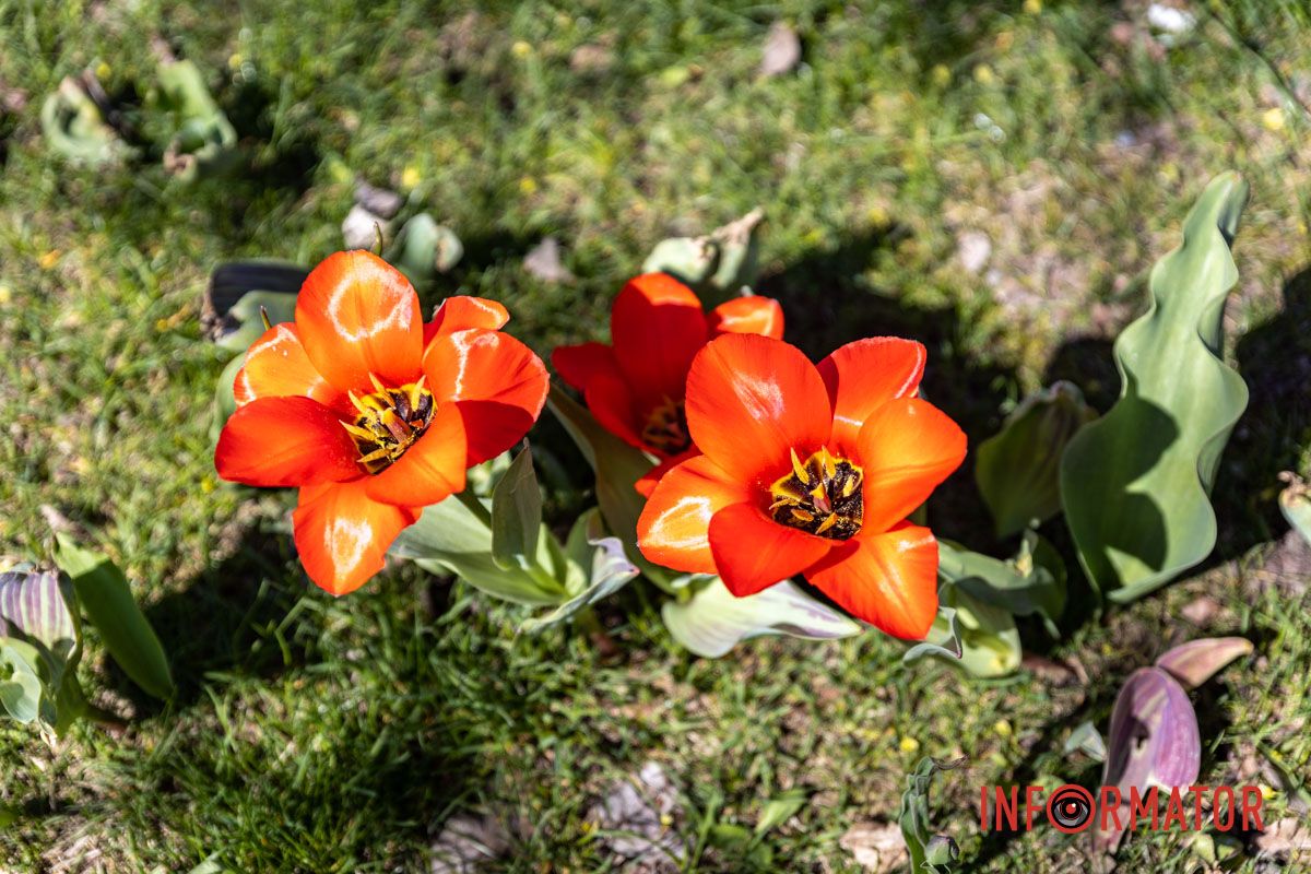 Весняна магія у Дніпрі: де шукати червоні тюльпани та рожеві сакури 3