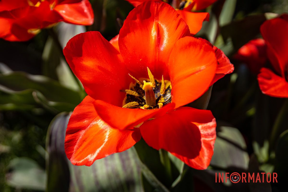 Весняна магія у Дніпрі: де шукати червоні тюльпани та рожеві сакури 6