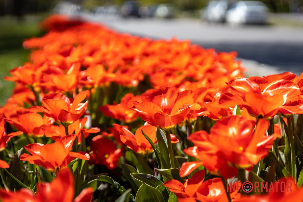 Весняна магія у Дніпрі: де шукати червоні тюльпани та рожеві сакури 4