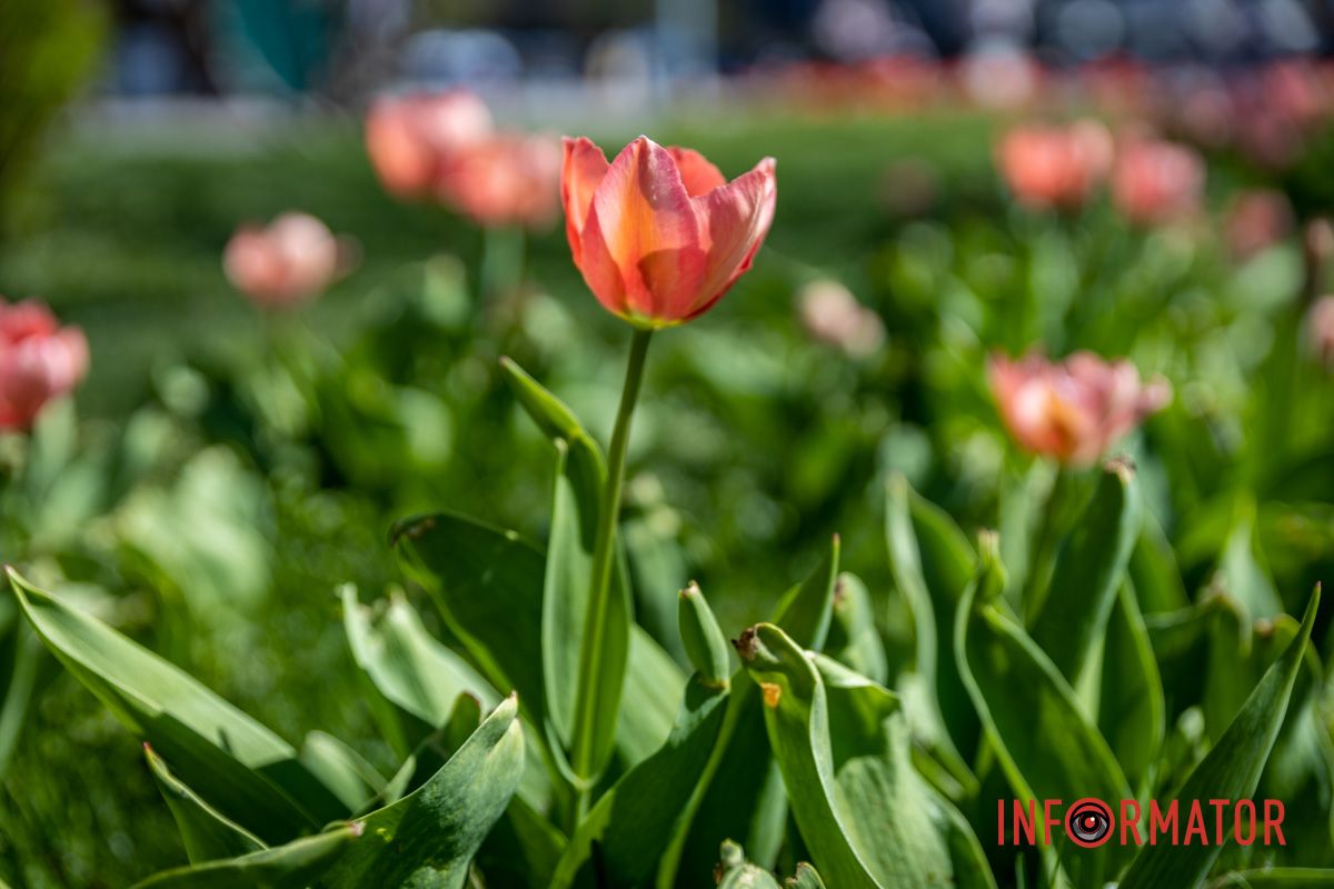 Весняна магія у Дніпрі: де шукати червоні тюльпани та рожеві сакури 5