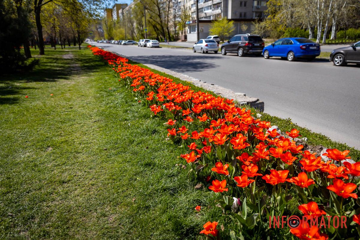 Весняна магія у Дніпрі: де шукати червоні тюльпани та рожеві сакури 7