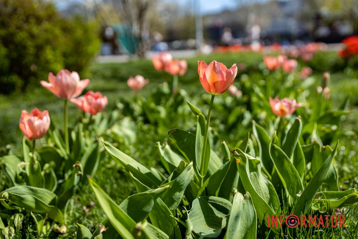 Весняна магія у Дніпрі: де шукати червоні тюльпани та рожеві сакури 9