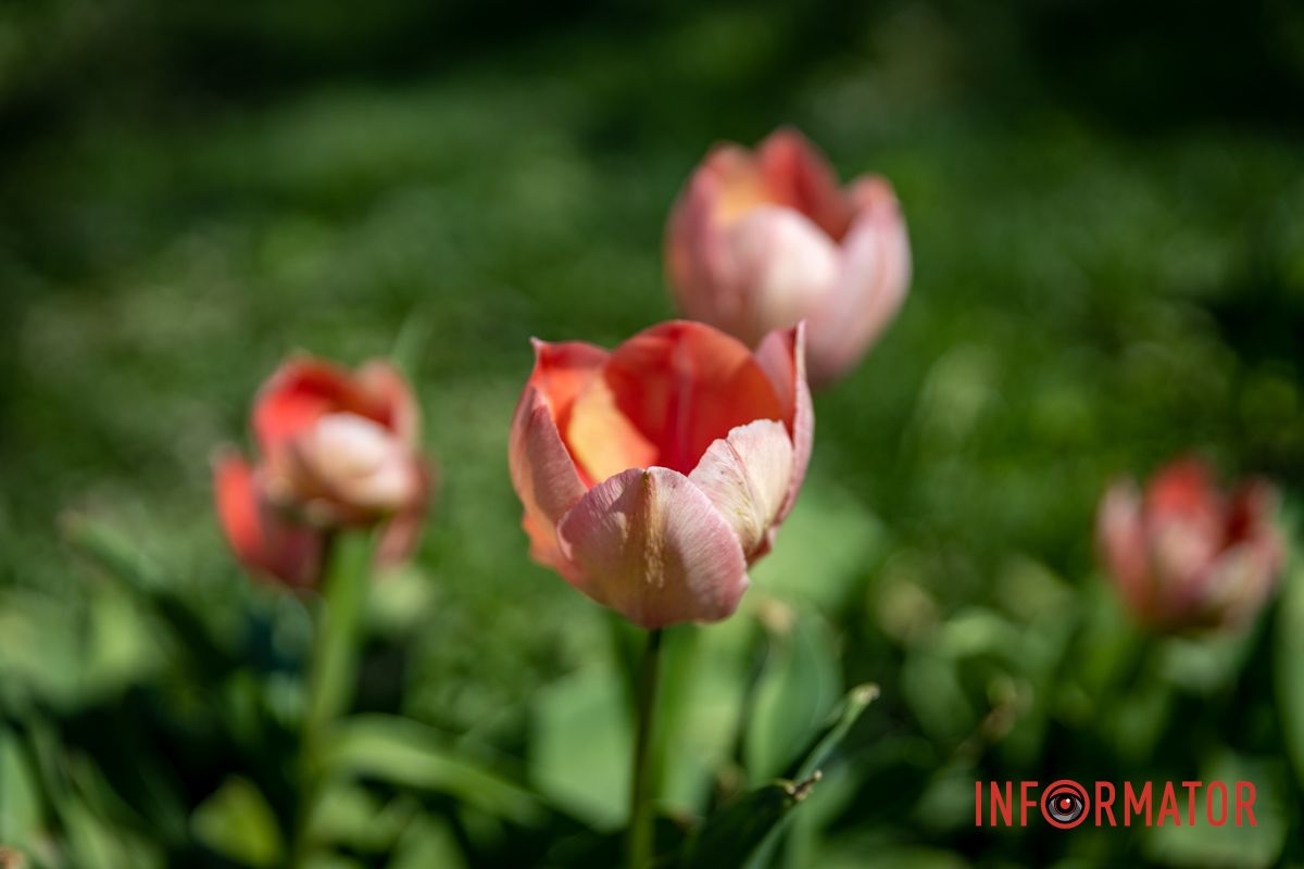 Весняна магія у Дніпрі: де шукати червоні тюльпани та рожеві сакури 8