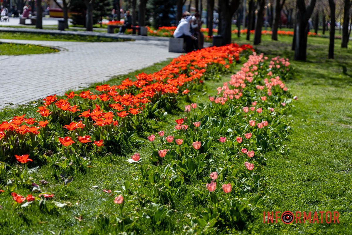 Весняна магія у Дніпрі: де шукати червоні тюльпани та рожеві сакури 10