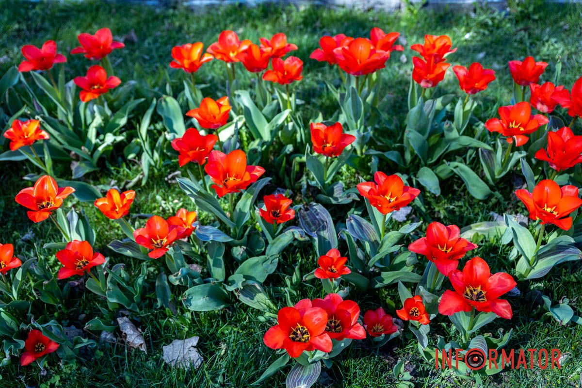 Весняна магія у Дніпрі: де шукати червоні тюльпани та рожеві сакури 11