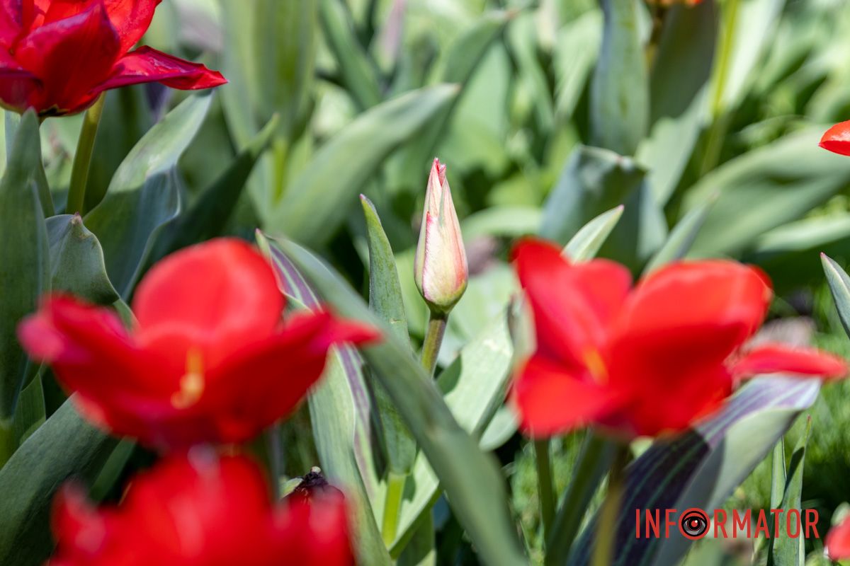 Весняна магія у Дніпрі: де шукати червоні тюльпани та рожеві сакури 12