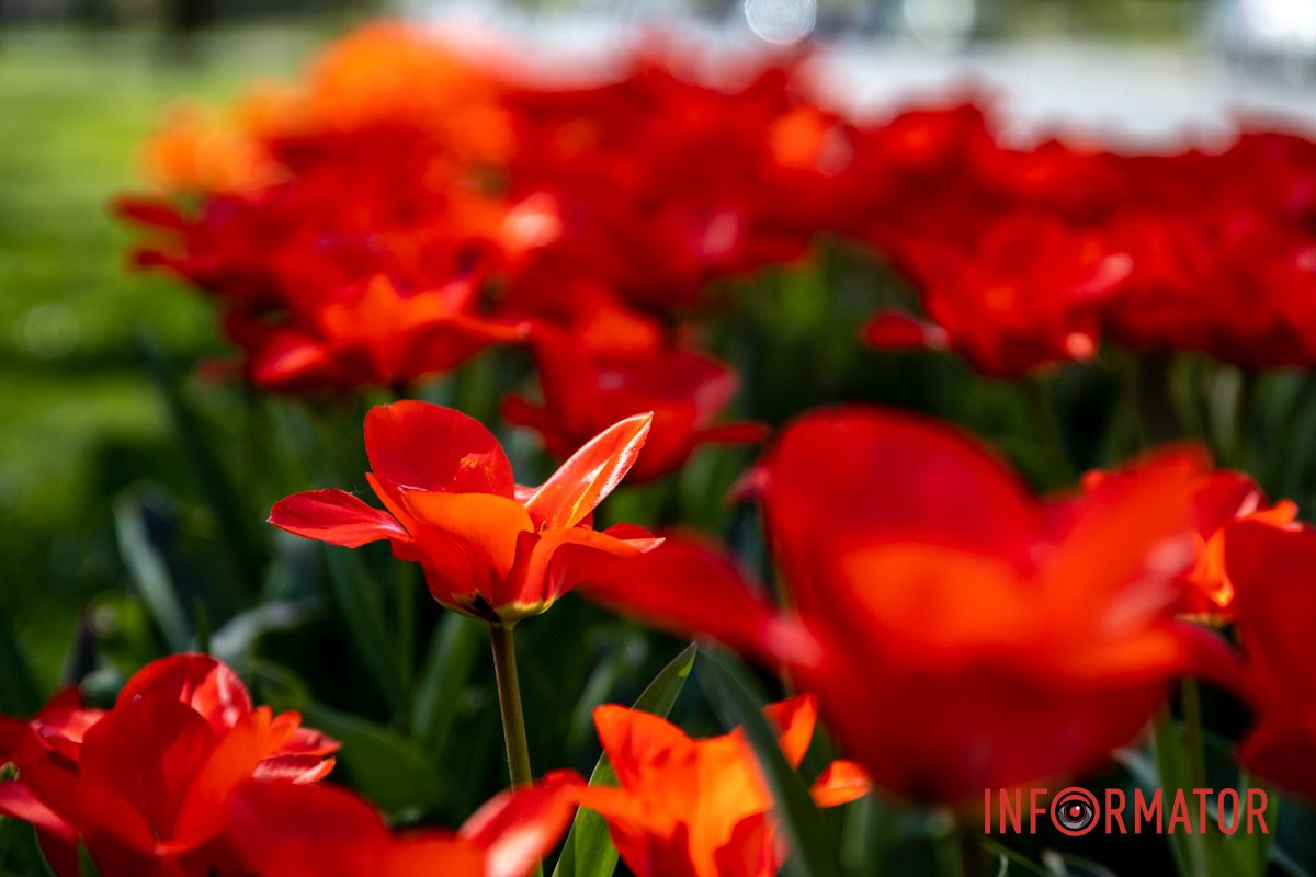 Весняна магія у Дніпрі: де шукати червоні тюльпани та рожеві сакури 13