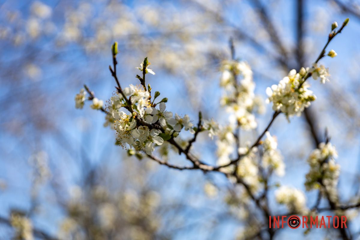 Весняна магія у Дніпрі: де шукати червоні тюльпани та рожеві сакури 14