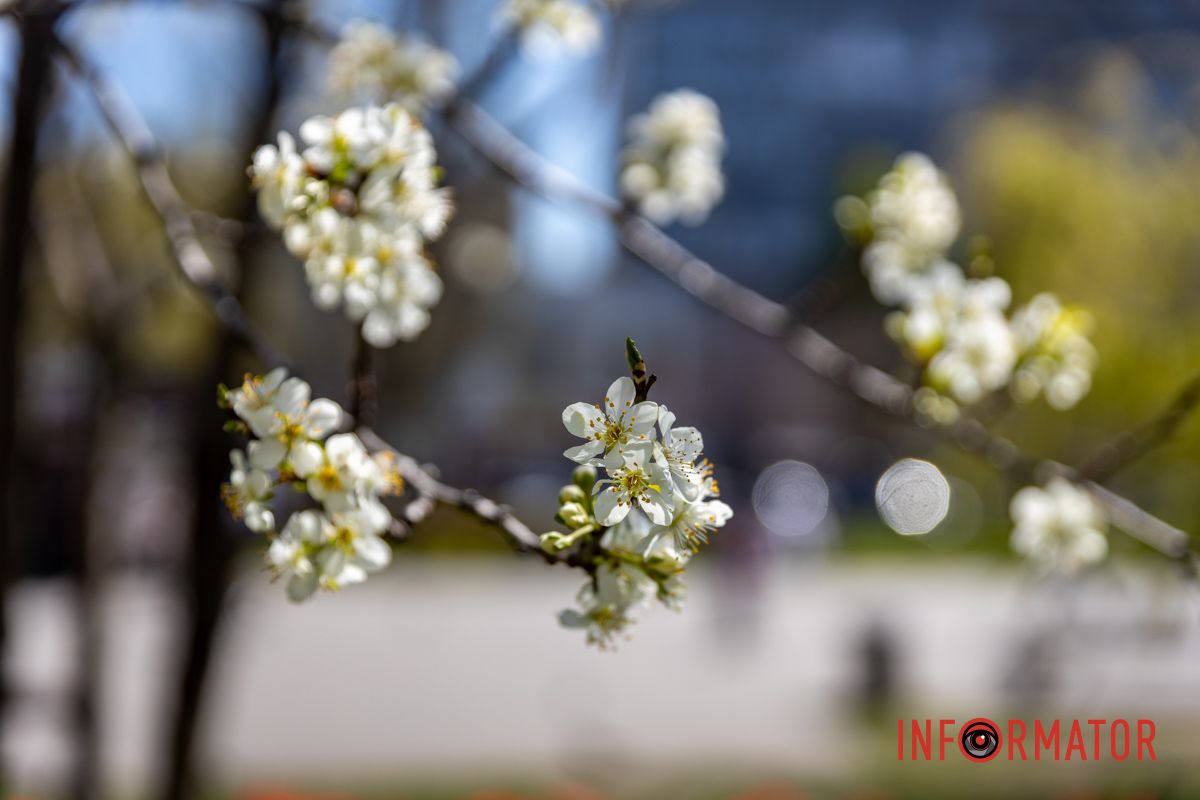 Весняна магія у Дніпрі: де шукати червоні тюльпани та рожеві сакури 15