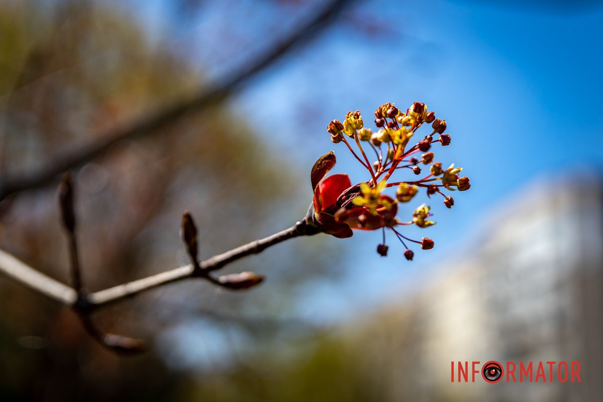 Весняна магія у Дніпрі: де шукати червоні тюльпани та рожеві сакури 16