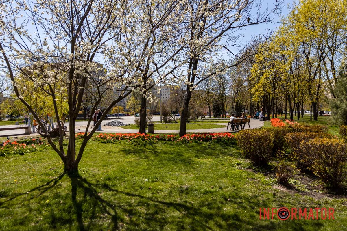 Весняна магія у Дніпрі: де шукати червоні тюльпани та рожеві сакури 18