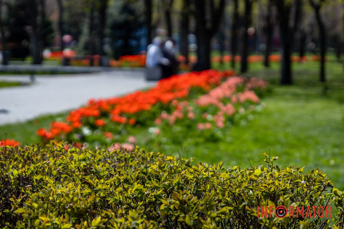 Весняна магія у Дніпрі: де шукати червоні тюльпани та рожеві сакури 19