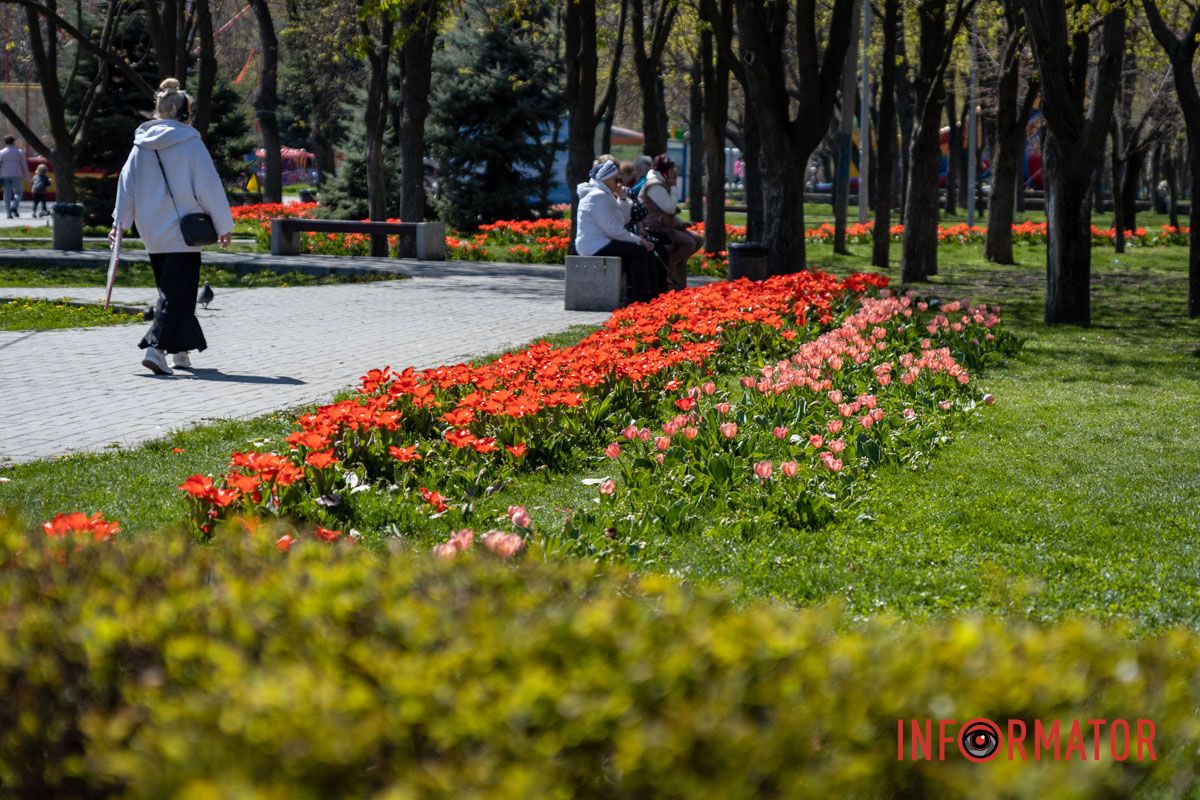 Весняна магія у Дніпрі: де шукати червоні тюльпани та рожеві сакури 20