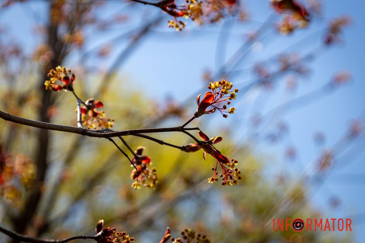 Весняна магія у Дніпрі: де шукати червоні тюльпани та рожеві сакури 21