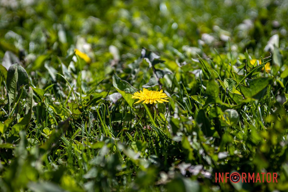Весняна магія у Дніпрі: де шукати червоні тюльпани та рожеві сакури 22