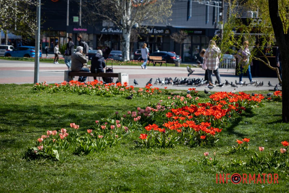 Весняна магія у Дніпрі: де шукати червоні тюльпани та рожеві сакури 24