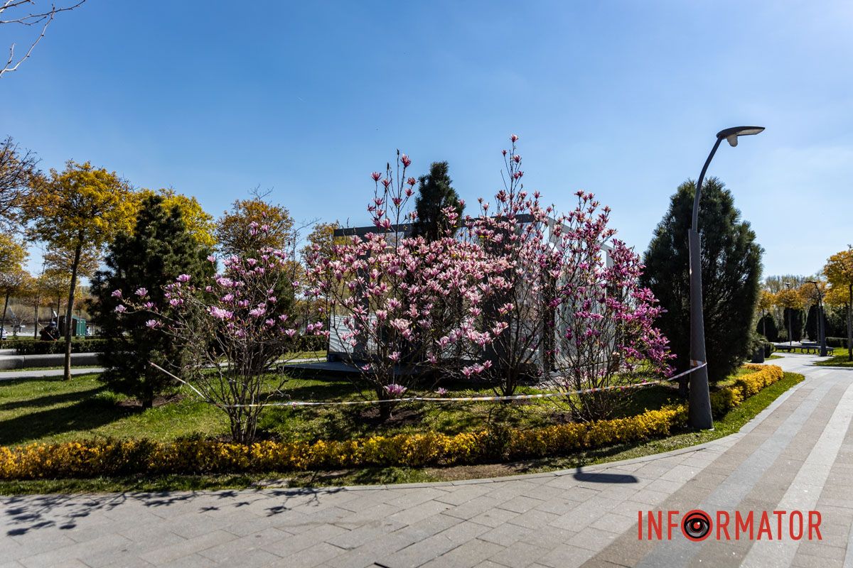 Весняна магія у Дніпрі: де шукати червоні тюльпани та рожеві сакури 27
