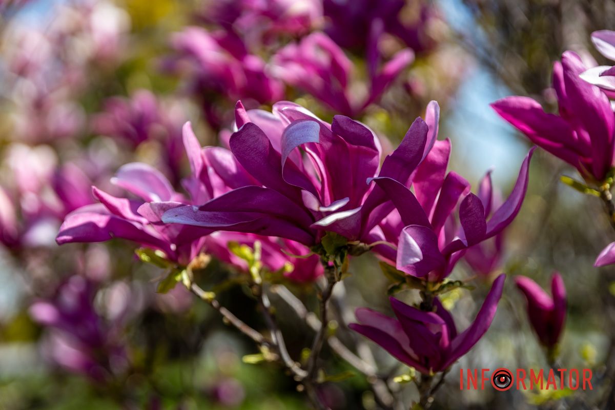 Весняна магія у Дніпрі: де шукати червоні тюльпани та рожеві сакури 28