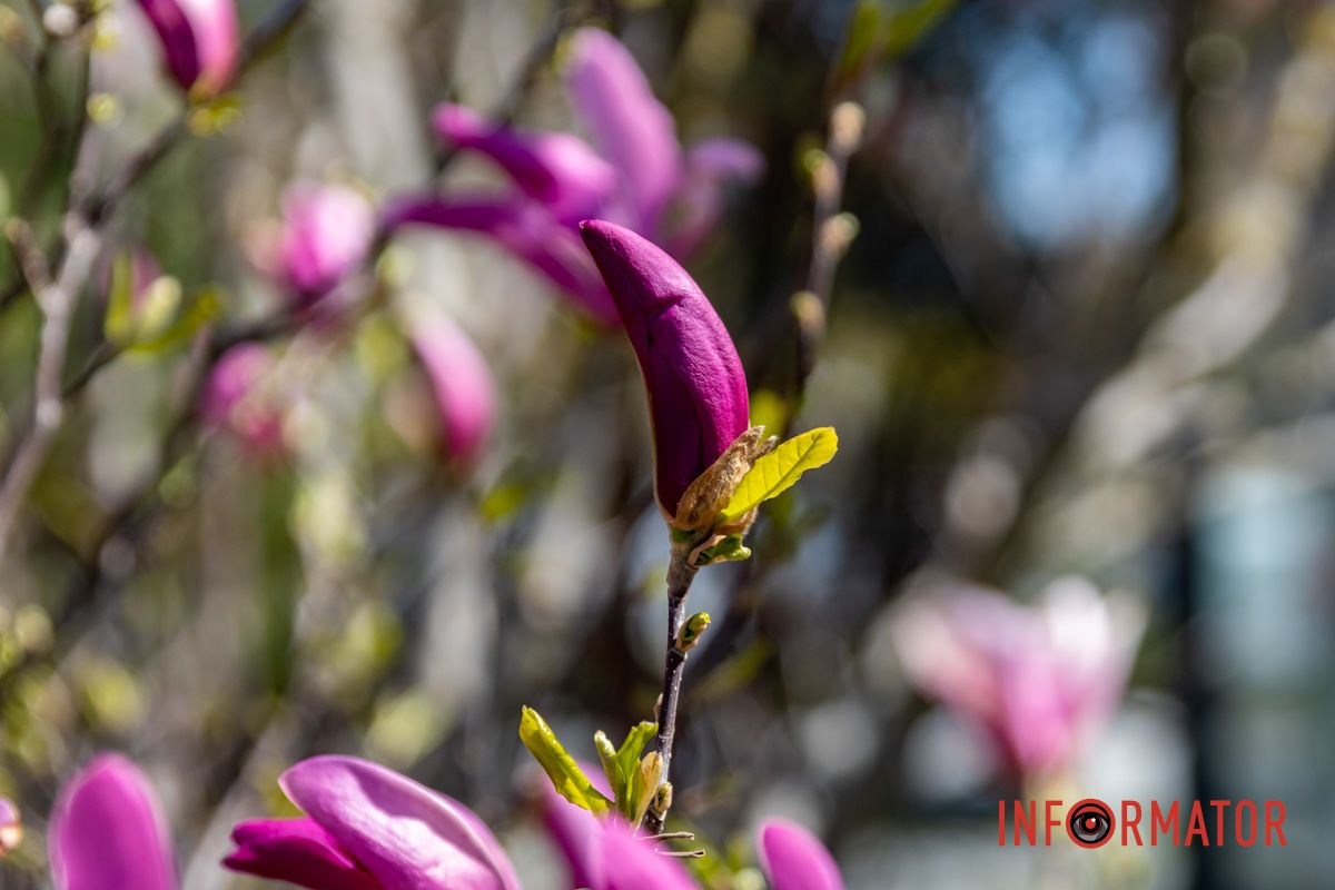 Весняна магія у Дніпрі: де шукати червоні тюльпани та рожеві сакури 29