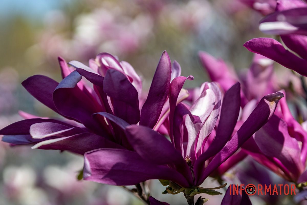 Весняна магія у Дніпрі: де шукати червоні тюльпани та рожеві сакури 30