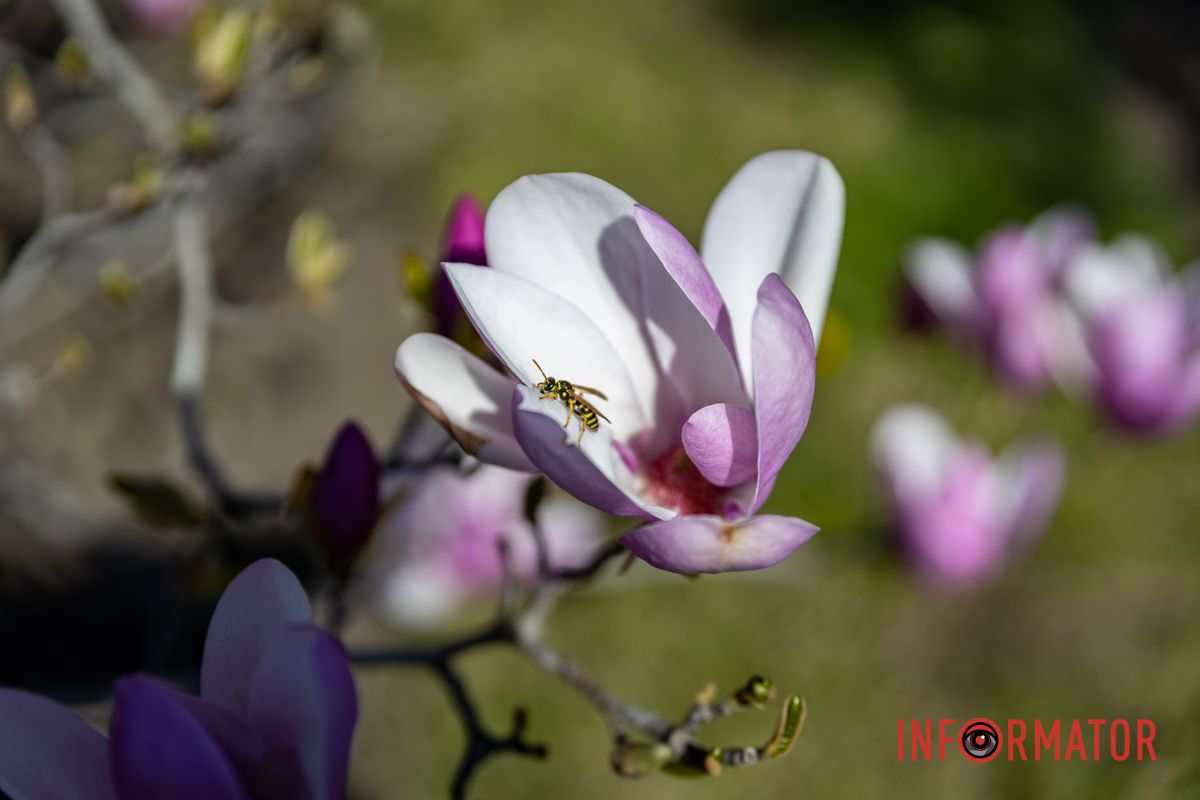 Весняна магія у Дніпрі: де шукати червоні тюльпани та рожеві сакури 31