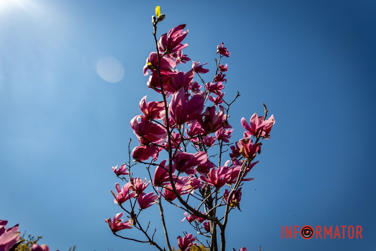 Весняна магія у Дніпрі: де шукати червоні тюльпани та рожеві сакури 32
