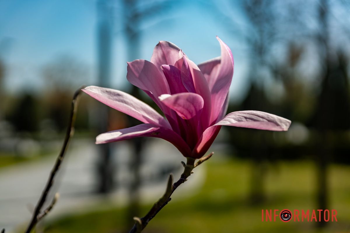 Весняна магія у Дніпрі: де шукати червоні тюльпани та рожеві сакури 33