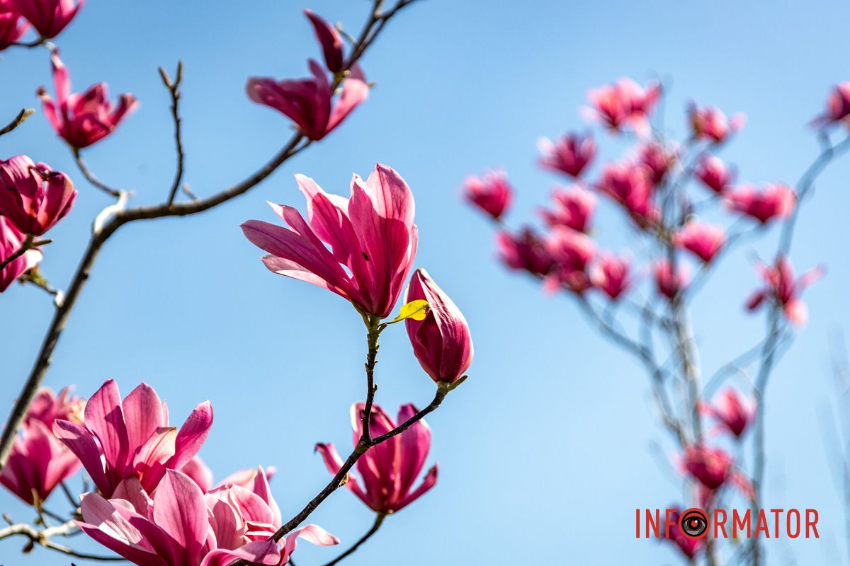 Весняна магія у Дніпрі: де шукати червоні тюльпани та рожеві сакури 35