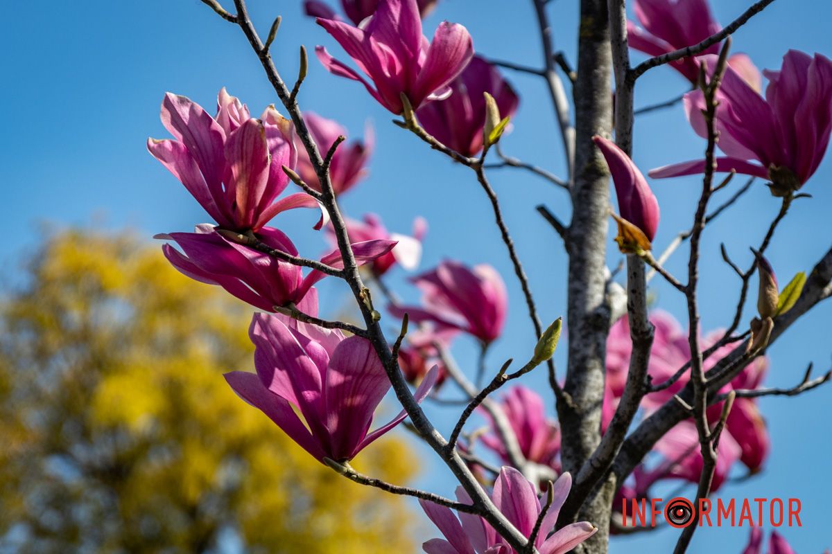 Весняна магія у Дніпрі: де шукати червоні тюльпани та рожеві сакури 36