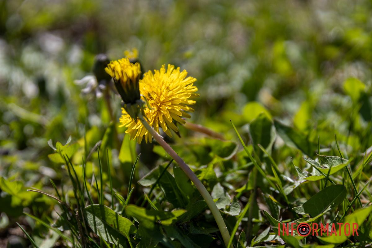 Весняна магія у Дніпрі: де шукати червоні тюльпани та рожеві сакури 37