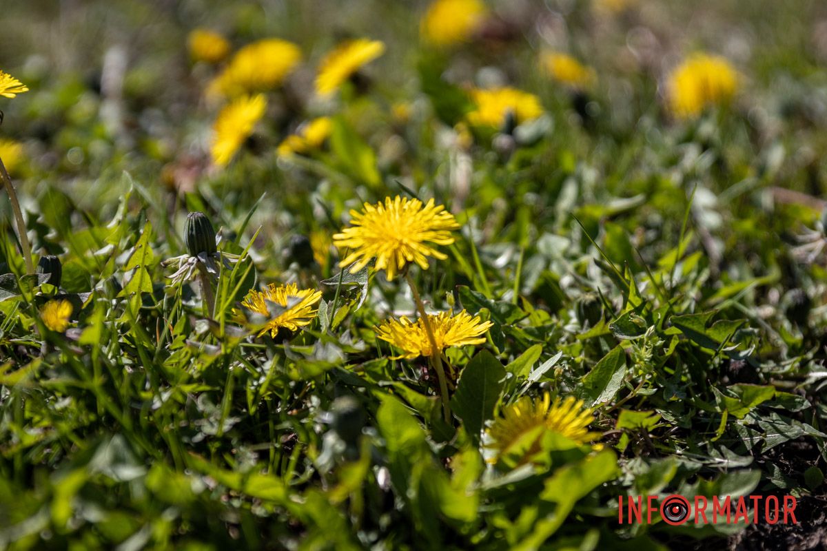 Весняна магія у Дніпрі: де шукати червоні тюльпани та рожеві сакури 38