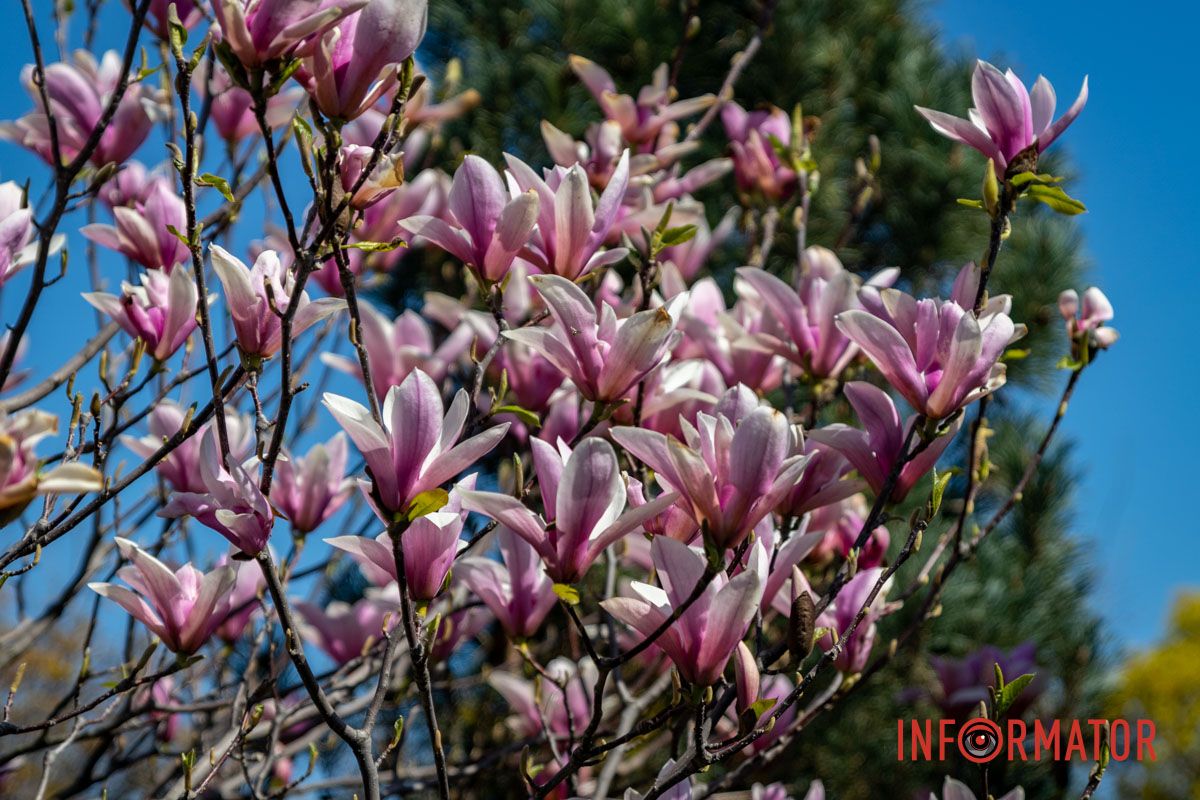 Весняна магія у Дніпрі: де шукати червоні тюльпани та рожеві сакури 39