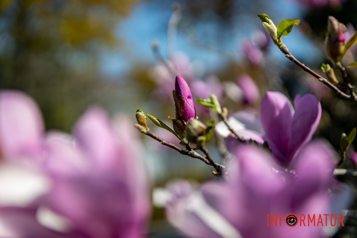 Весняна магія у Дніпрі: де шукати червоні тюльпани та рожеві сакури 40