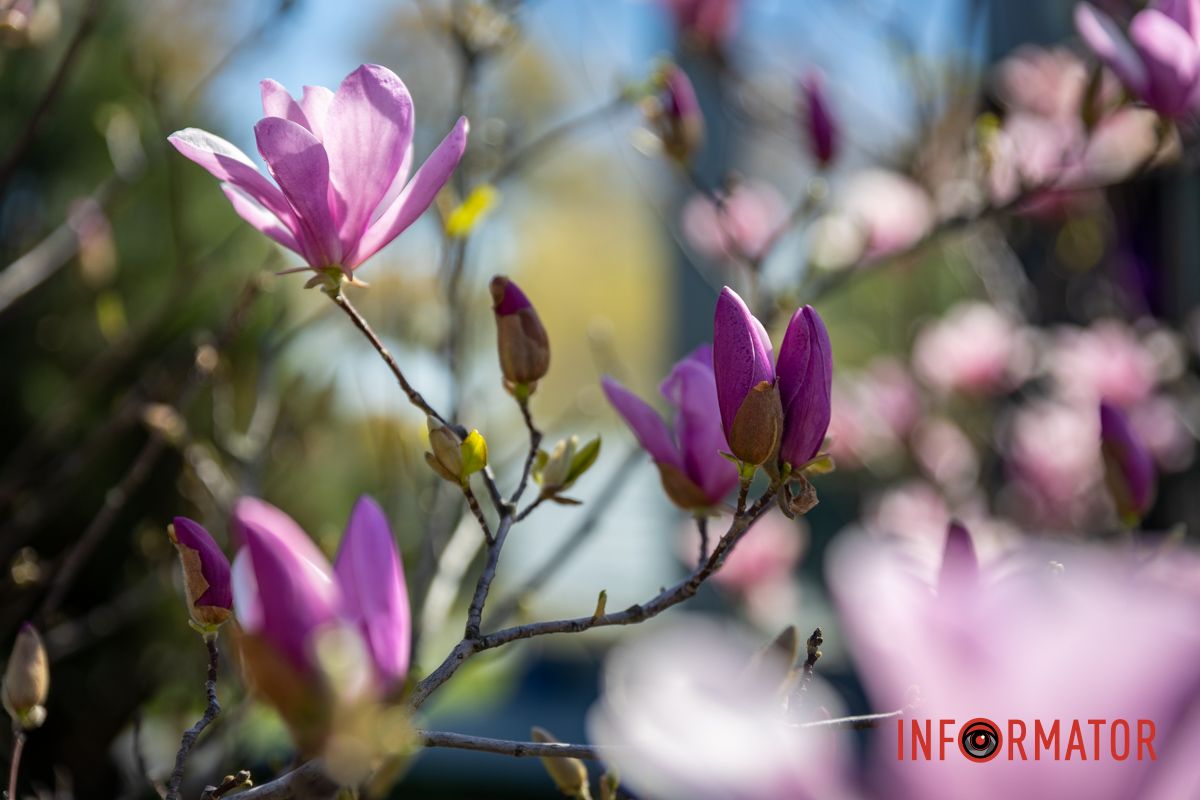 Весняна магія у Дніпрі: де шукати червоні тюльпани та рожеві сакури 41