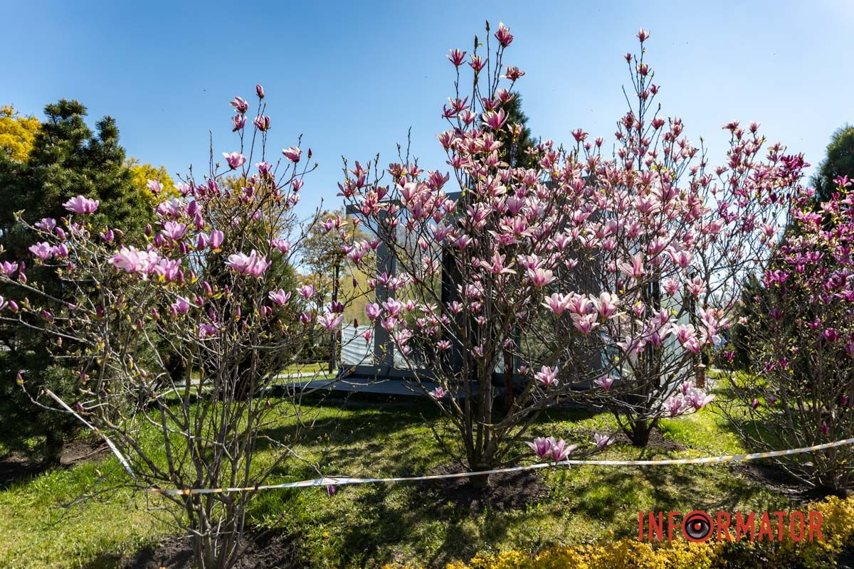 Весняна магія у Дніпрі: де шукати червоні тюльпани та рожеві сакури 42