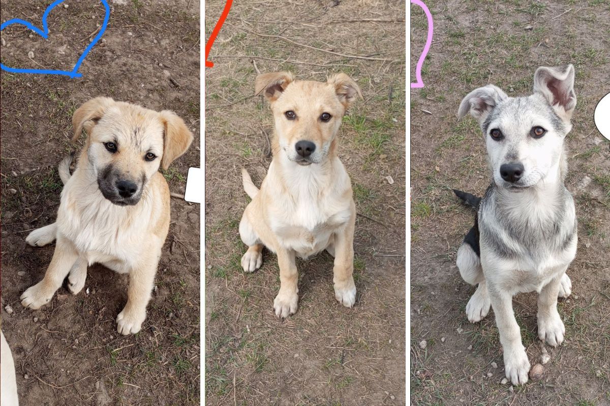 Возможно, именно они станут вашими друзьями.