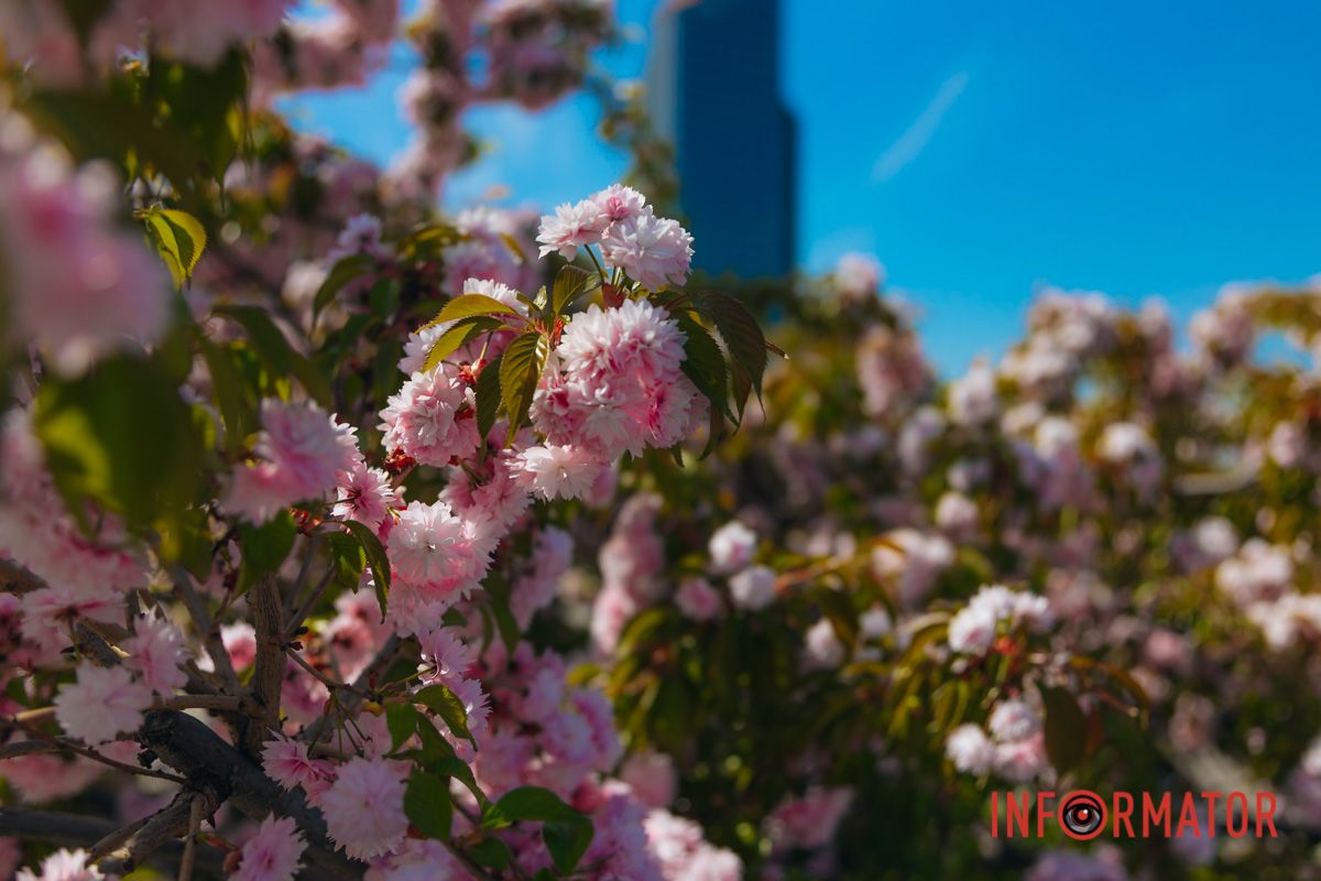 В ритме лепестков