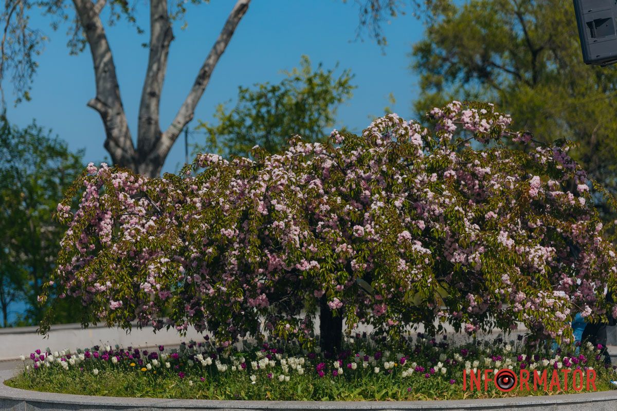 Прогулка между мечтами