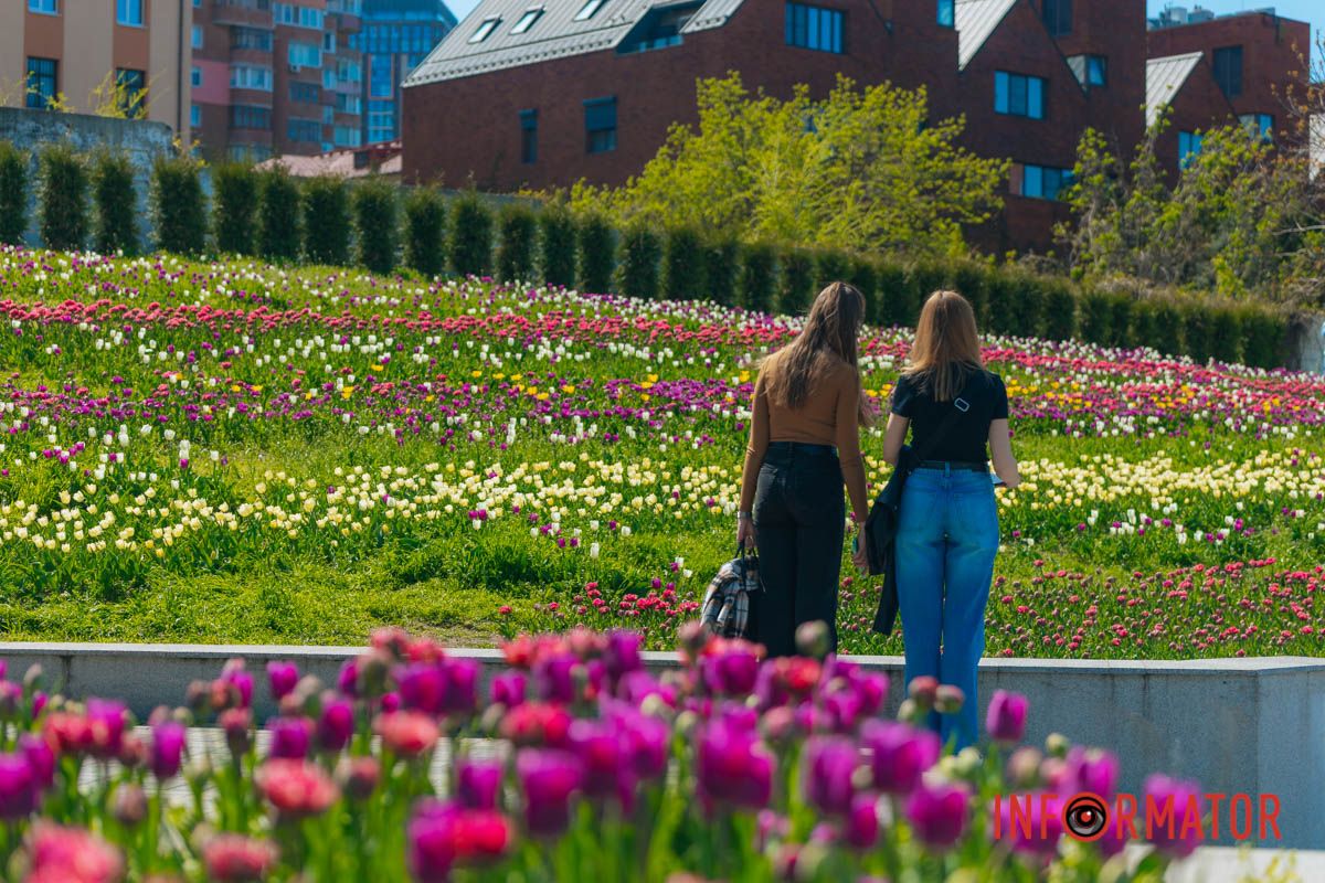 Тюльпаны – как улыбки весны