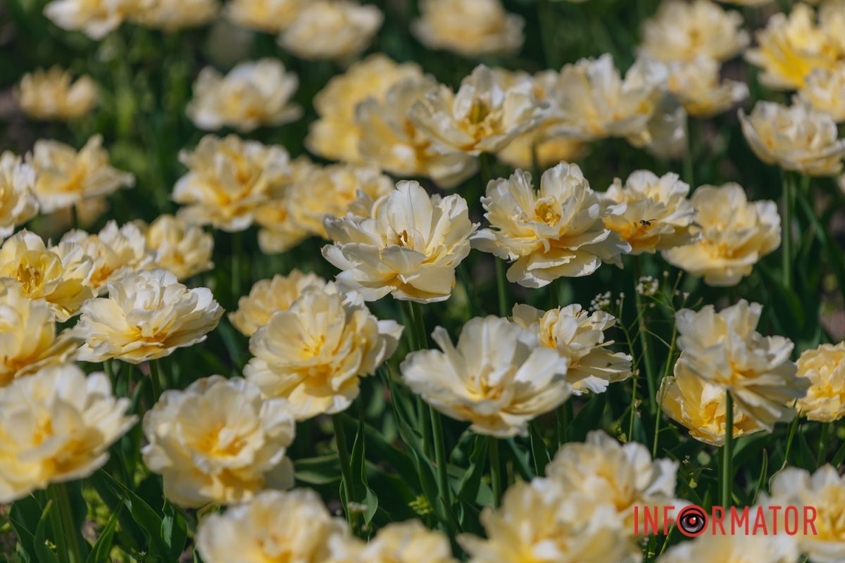 Там, где расцветают тюльпаны, живая гармония