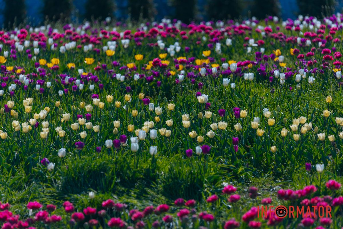 Весна в тюльпанах – как музыка в тишине