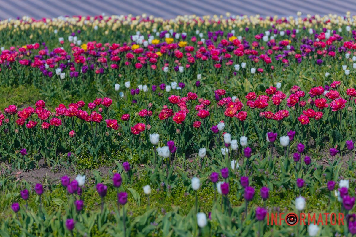 Цвета, спасающие от рутины