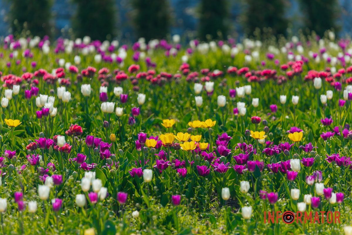 Природа – лучший дизайнер