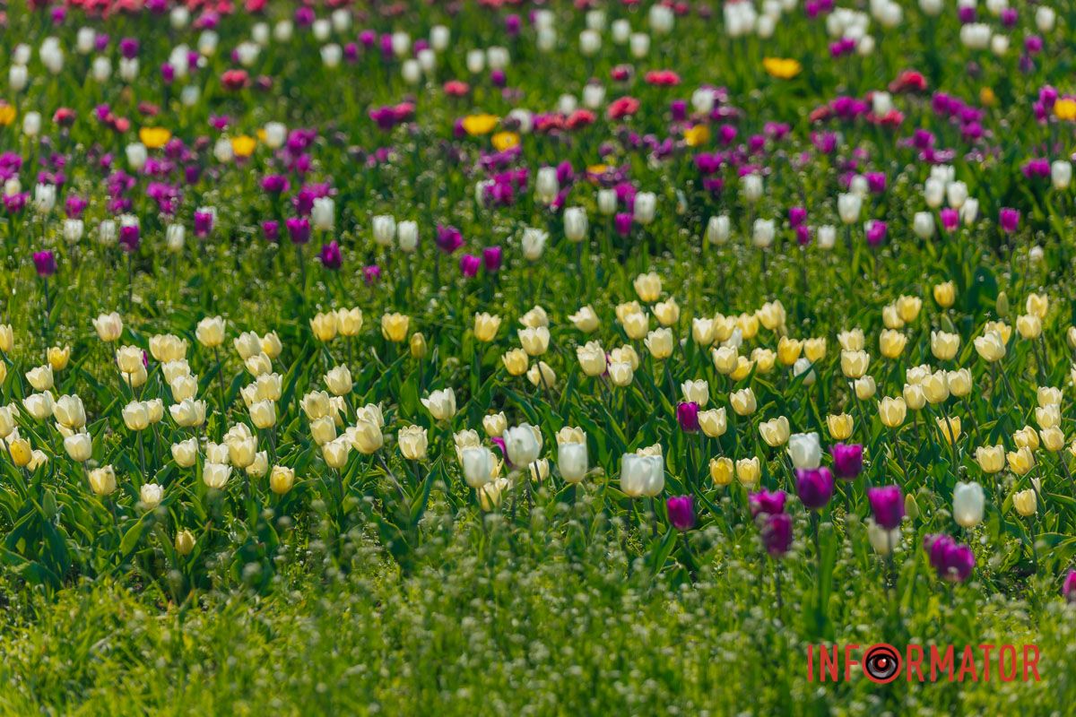 Когда тюльпаны и сакуры — твое настроение