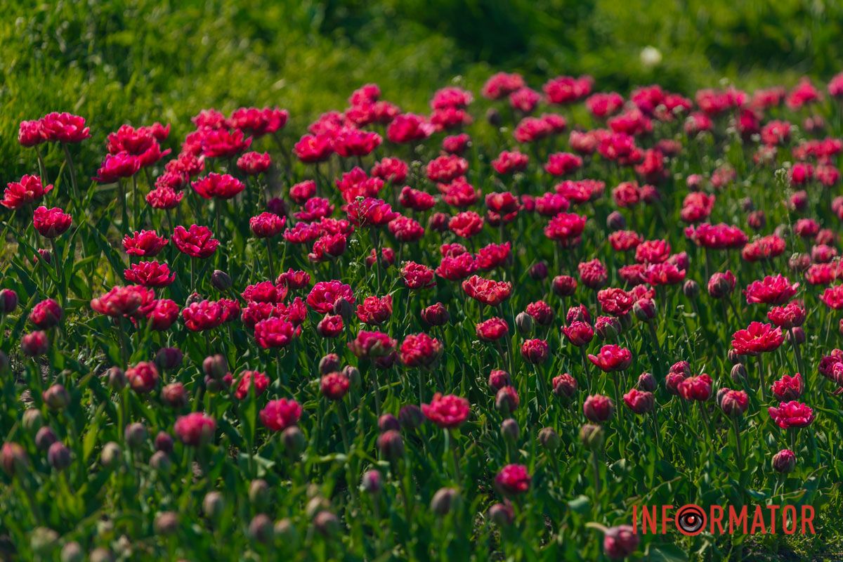 Тюльпаны шепчут о счастье