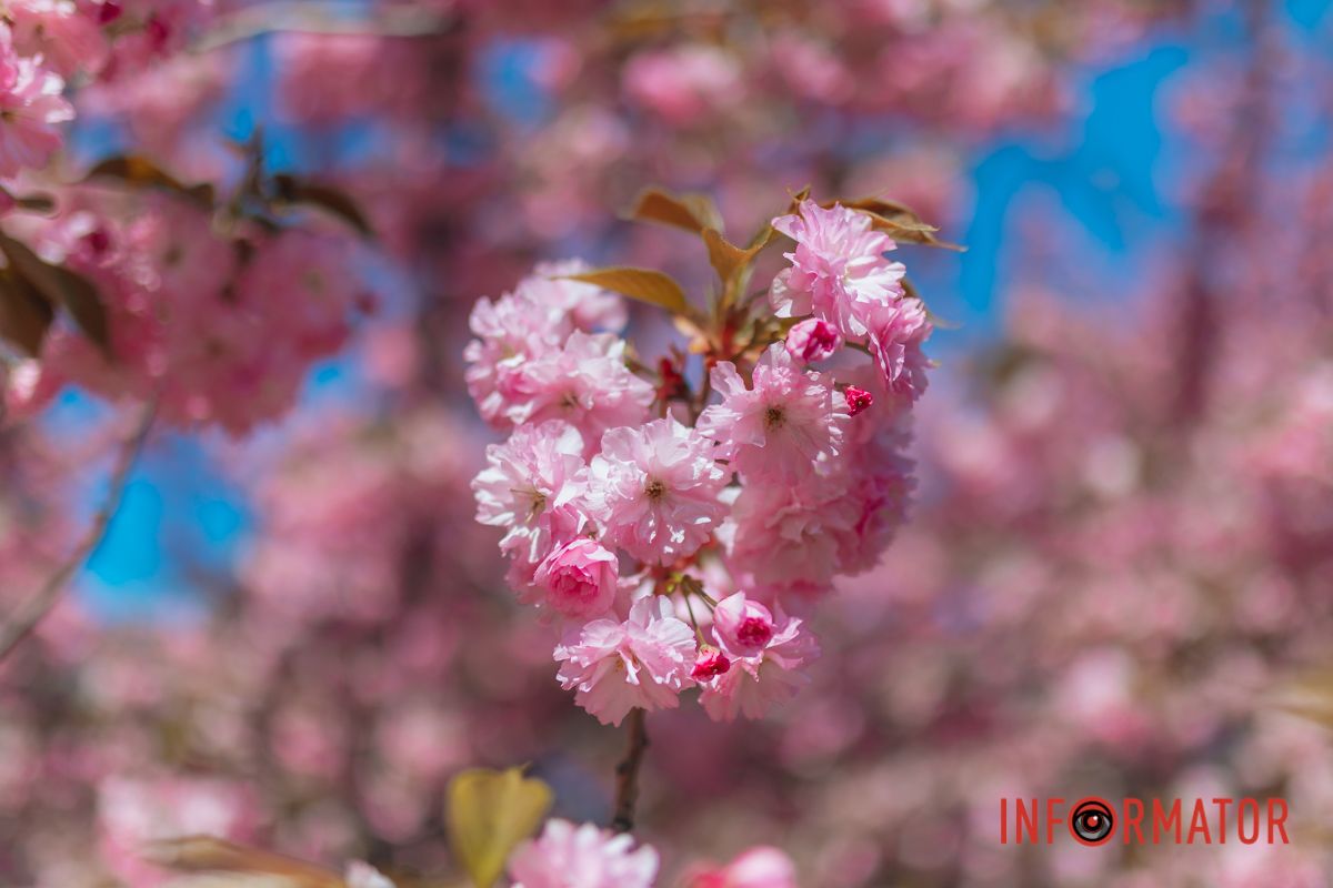 Весна в розовых красках: где в Днепре можно полюбоваться аллеей сакур.