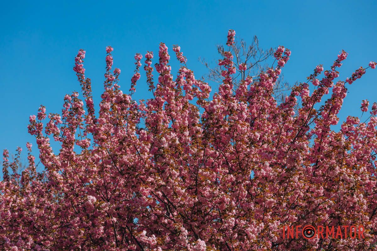 Весна в розовых красках: где в Днепре можно полюбоваться аллеей сакур 2