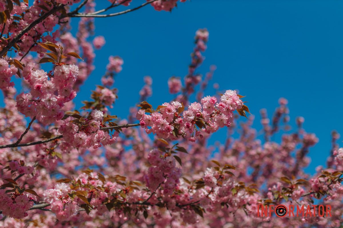 Весна в розовых красках: где в Днепре можно полюбоваться аллеей сакур 8
