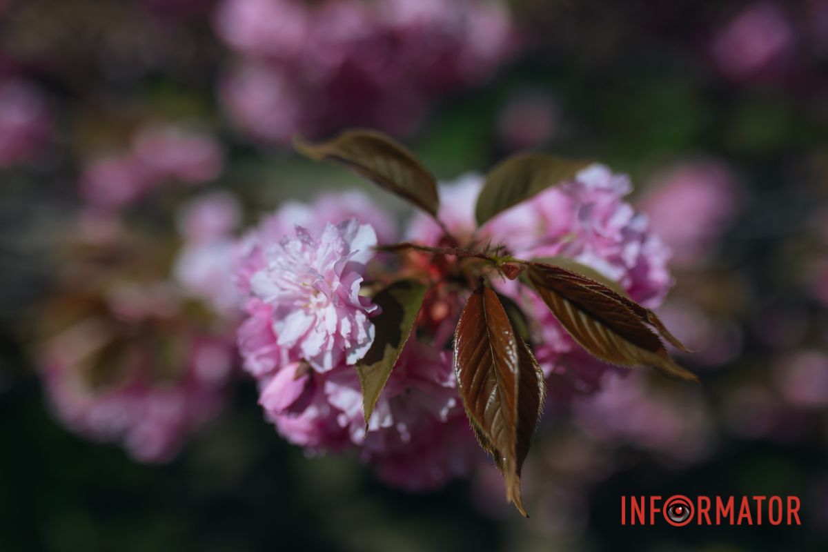 Весна в розовых красках: где в Днепре можно полюбоваться аллеей сакур 7